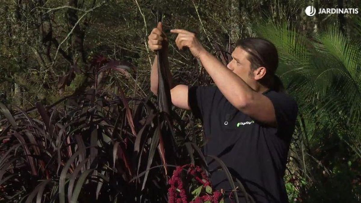 Pennisetum purpureum first knight