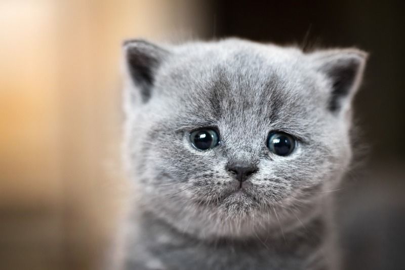 Los animales pueden mostrar dolor y emociones.