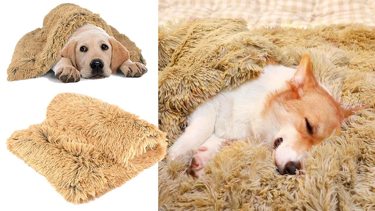 mantitas economicas perros gatos 7