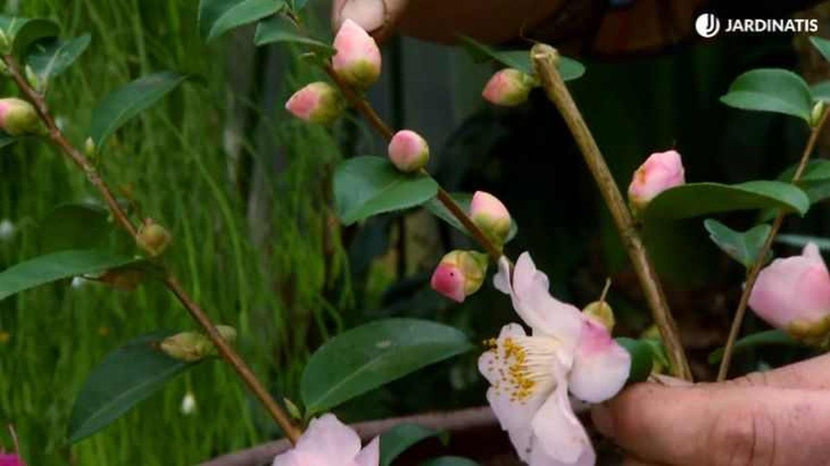 capullo de flor camelia deco 650
