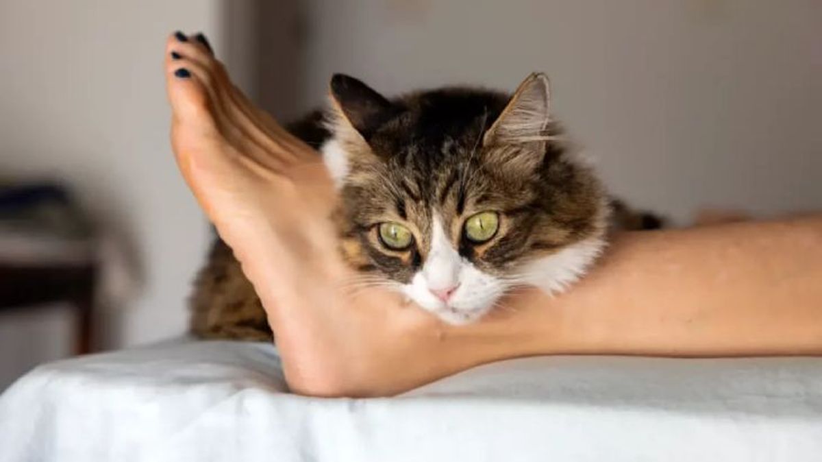 por que mi gato duerme entre mis piernas 3