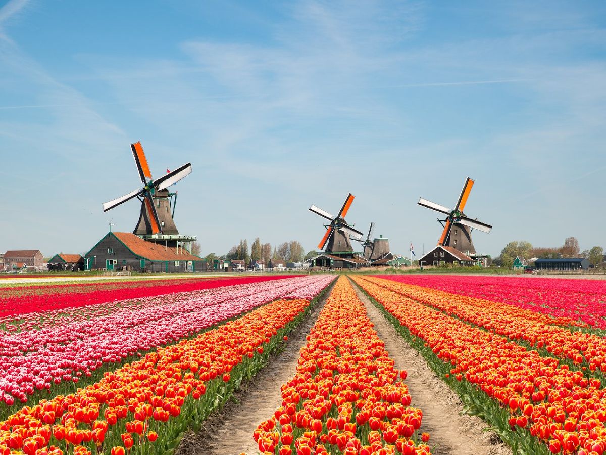 Campos de tulipanes y molinos en Zaanse Schans, Holanda