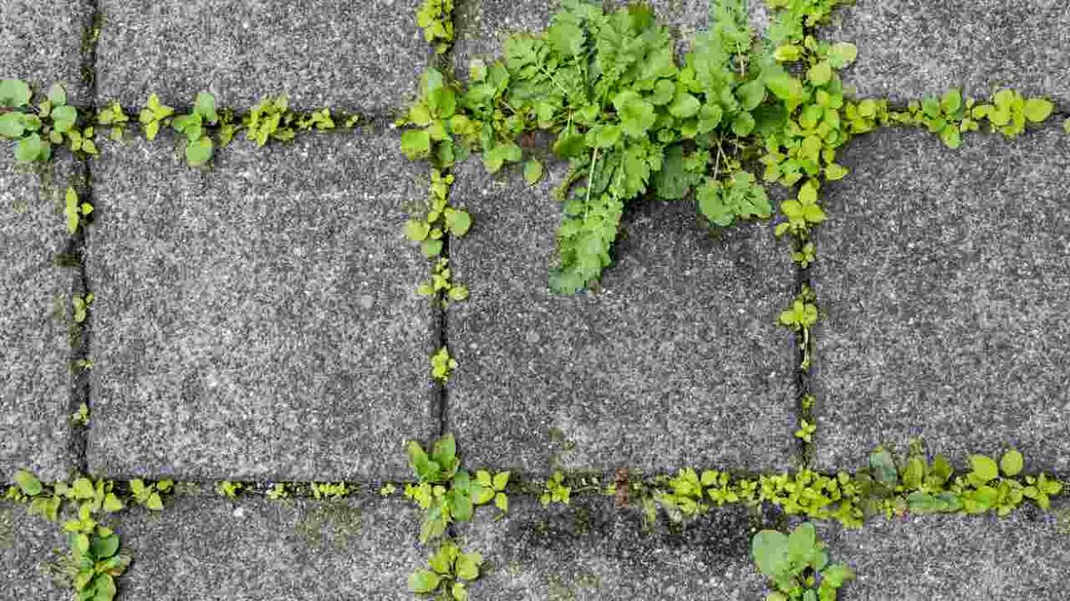 Juntas de exterior llenas de hierbas