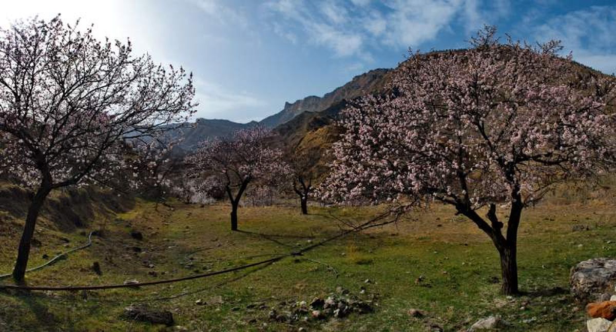 Albaricoques en flor