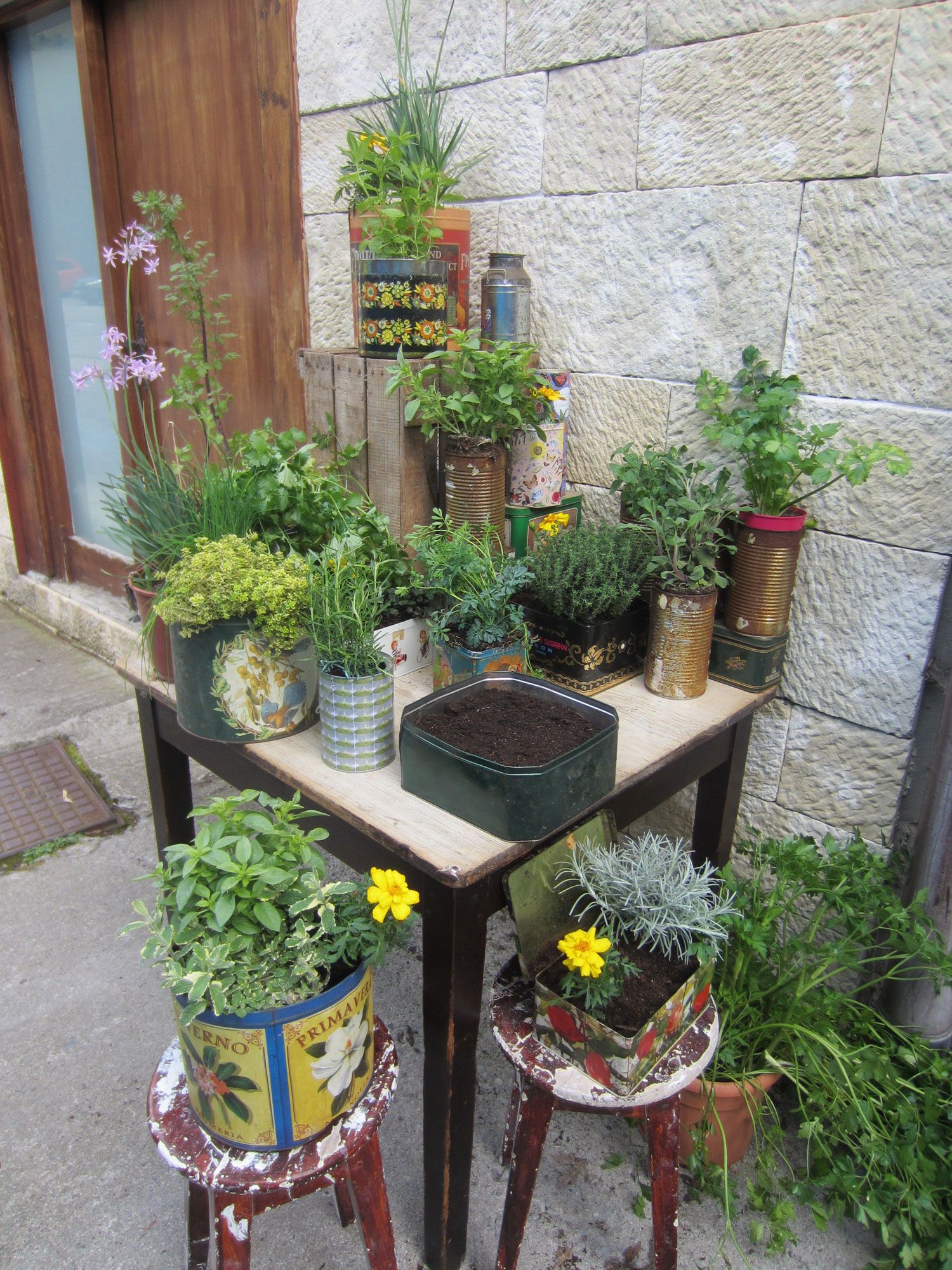 Plantas aromáticas en latas   original