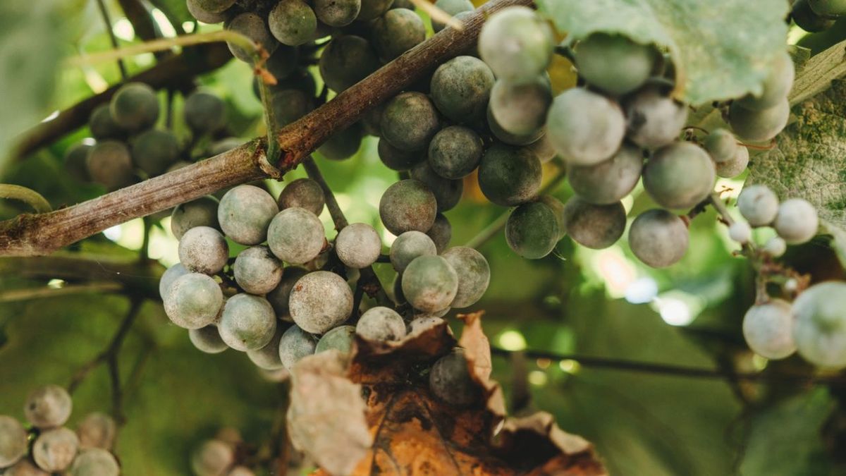 plaga oidio y filoxera