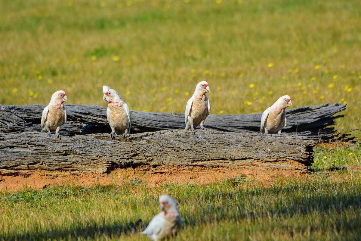 Las cacatúas son aves que necesitan de espacio para volar, socializar y mantenerse activas.