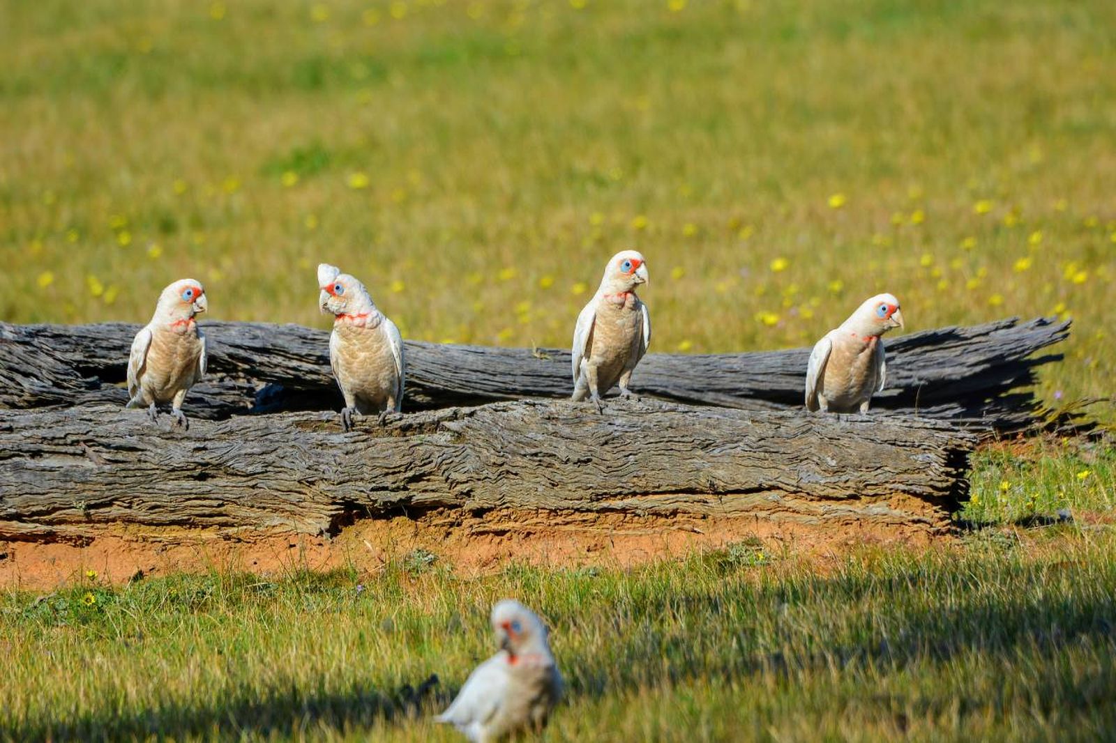 Las cacatúas son aves que necesitan de espacio para volar, socializar y mantenerse activas.