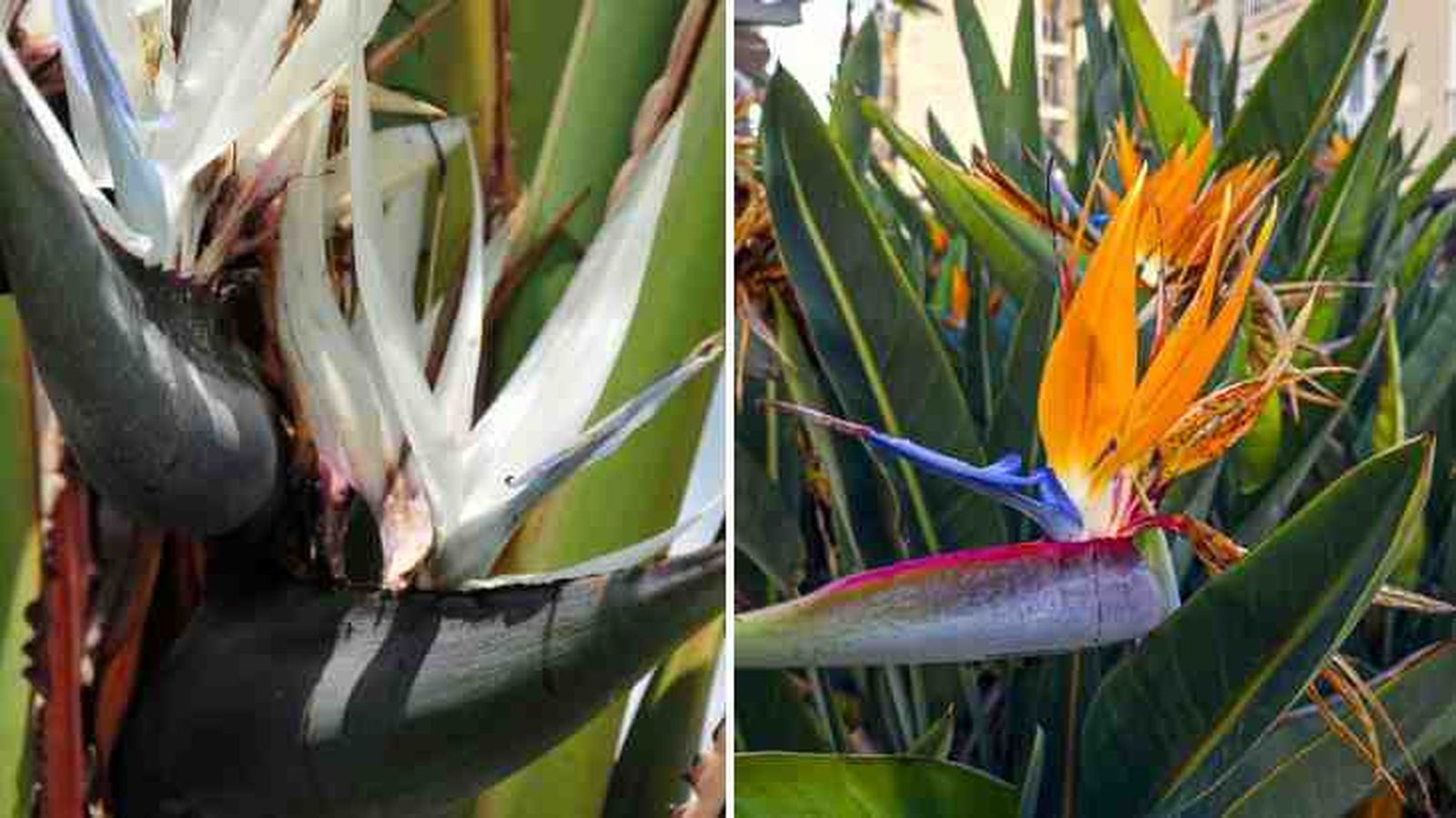 flores strelitzia nicolai strelitzia reginae
