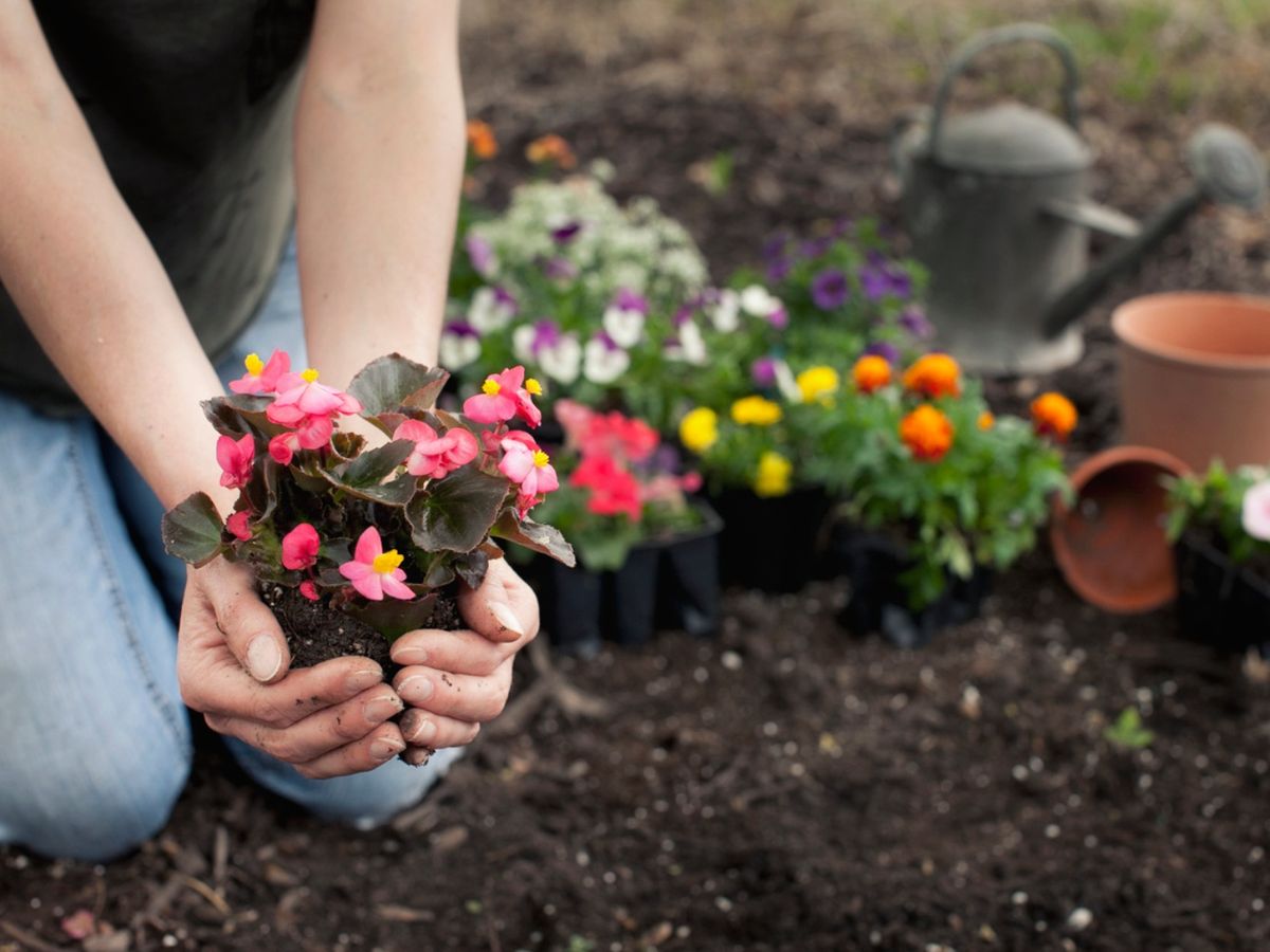 Plantación de begonias en el jardín.