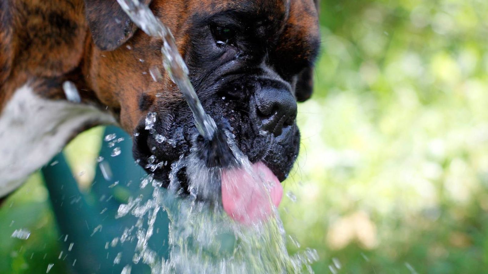 A pesar de que la intención es buena, una gran parte de estos contenedores acumulan agua estancada.