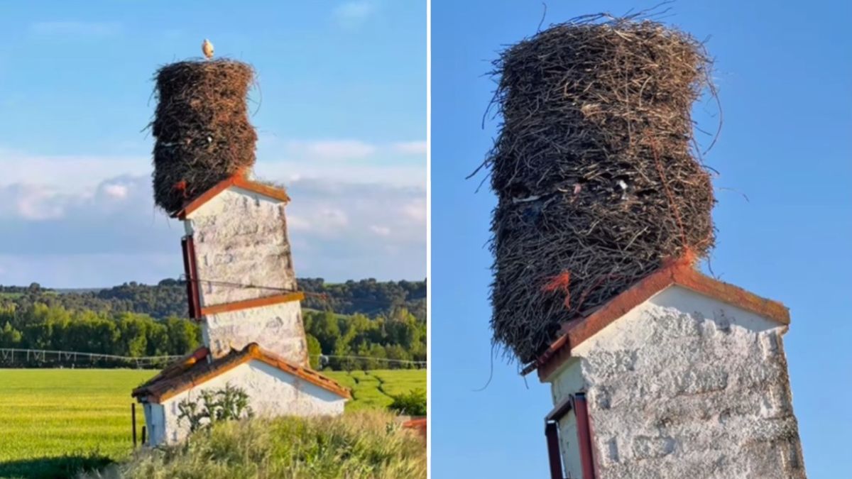El nido de cigüeña viral