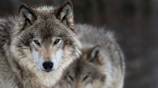 animales que empiezan por l 13