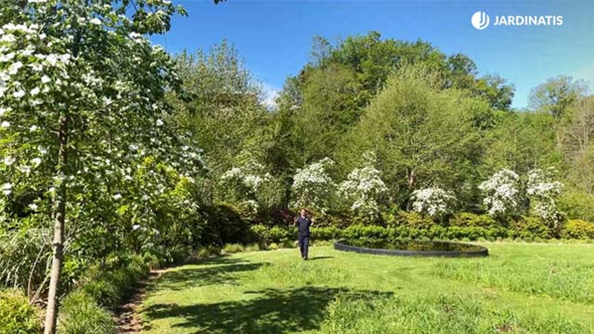 Cornus eddies white wonder crecimiento lento jardinatis 22
