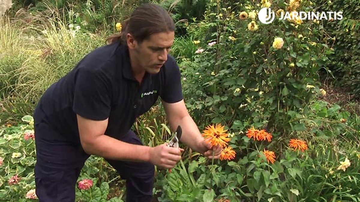 deco 748 jardin caracteristicas arreflo floral zinnias naranjas