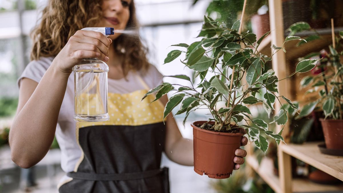 rociar plantas de interior