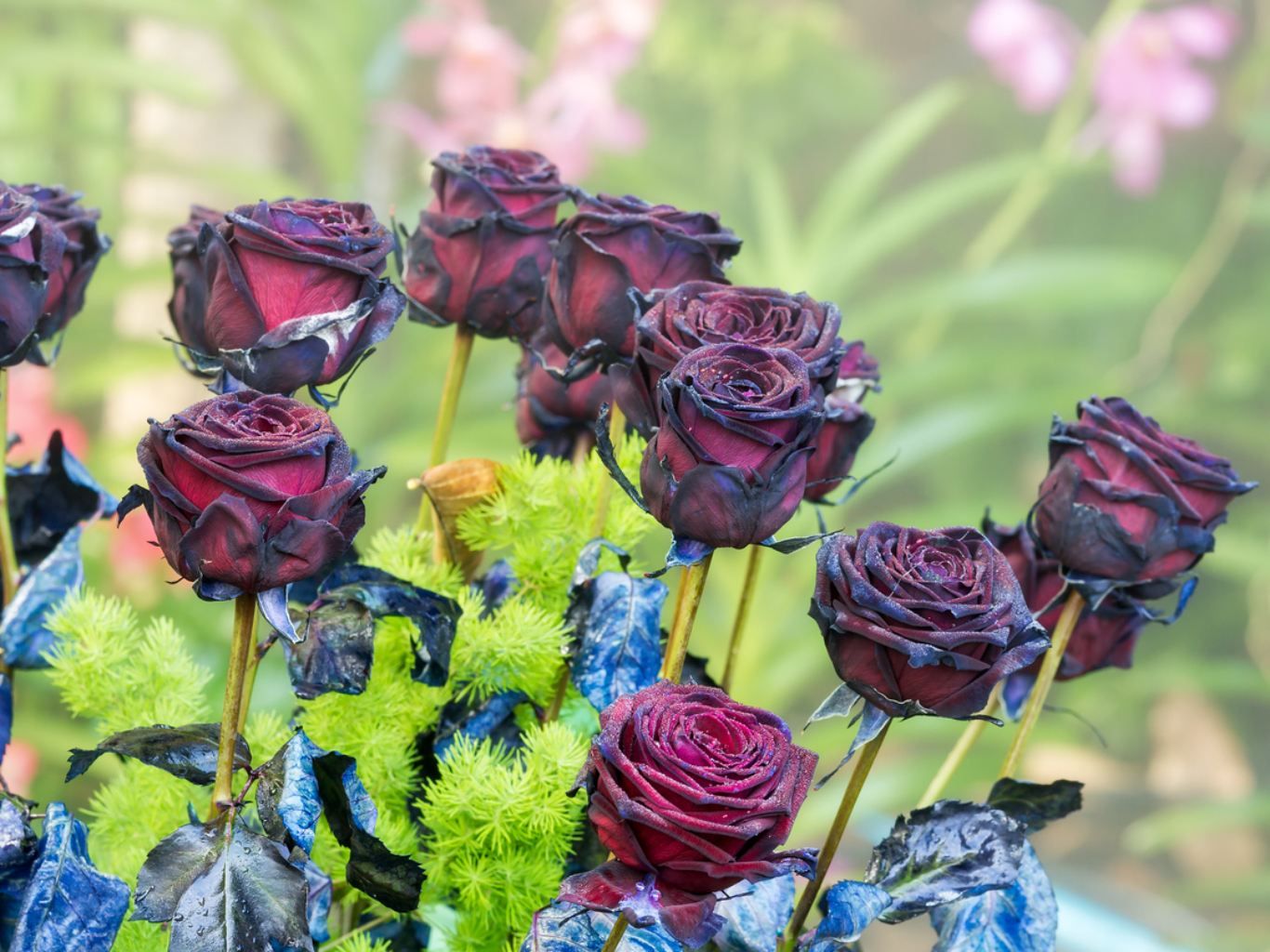 Rosas de color oscuro.