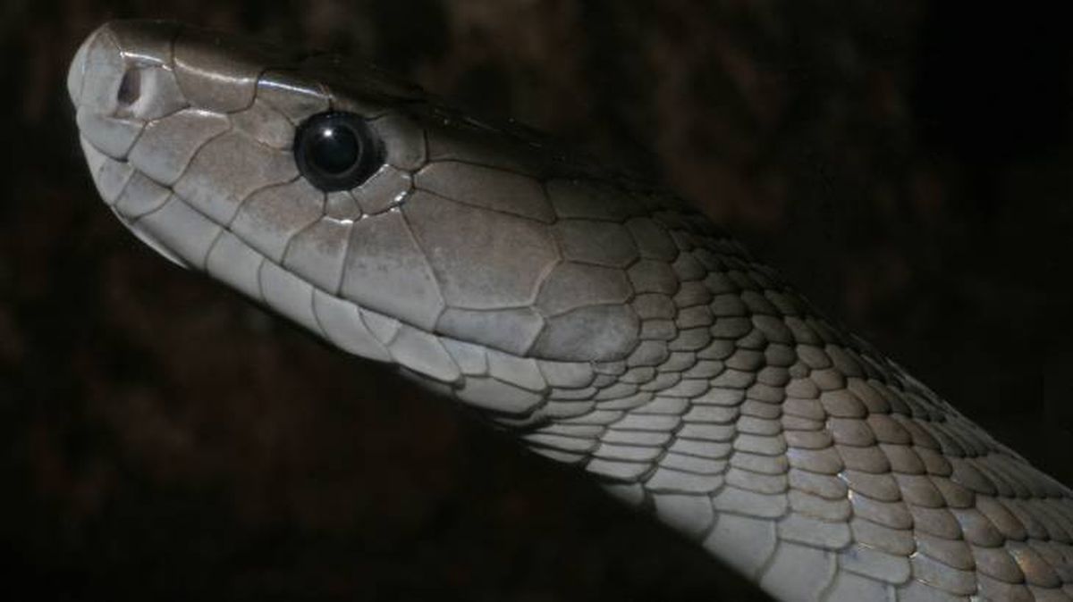 mamba negra mitos leyendas