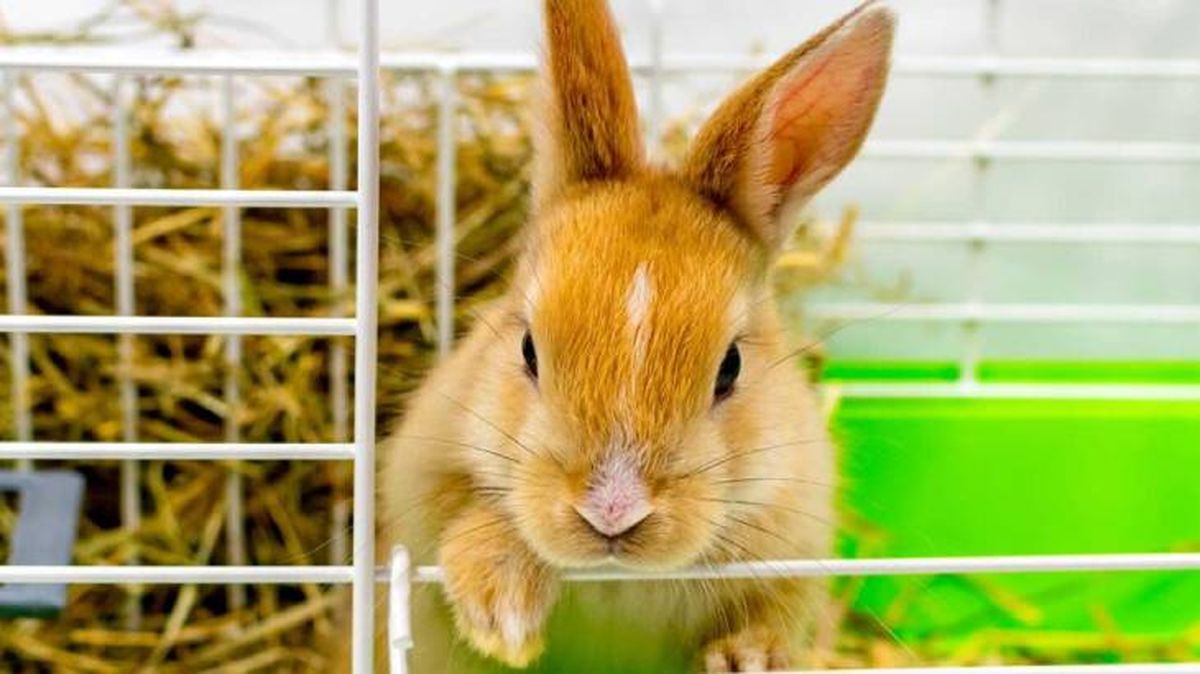 jaulas para conejos 3 (1)