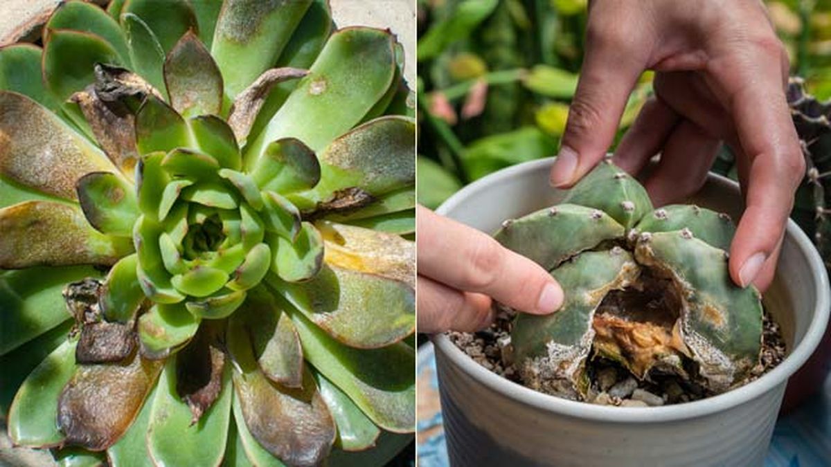 suculentas con podredumbre por exceso de agua