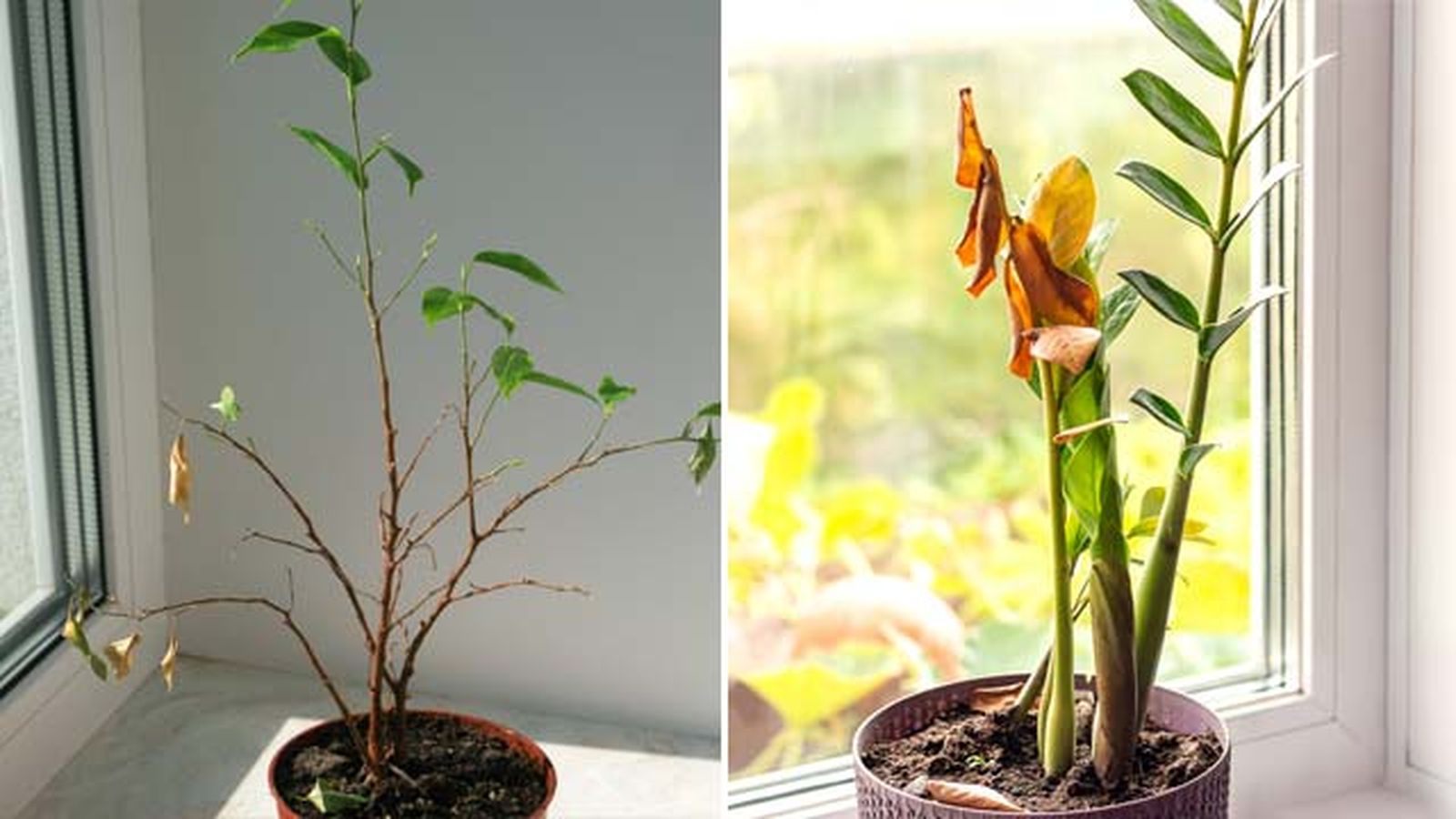 recuper planta despues del verano