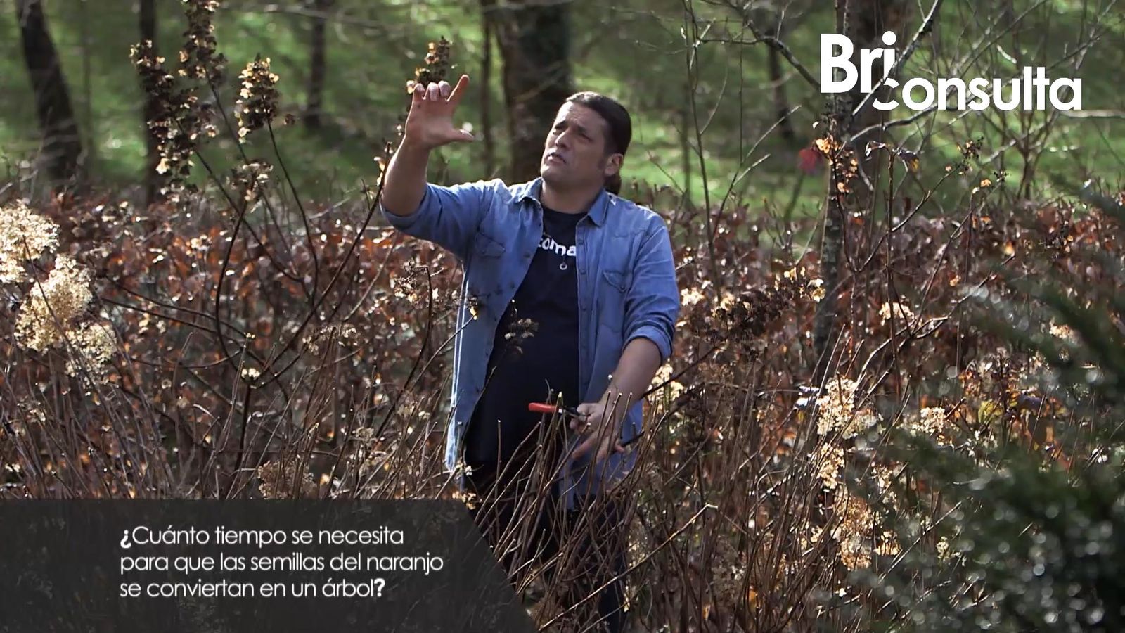 983 briconsulta jardineria semilla naranjo xl