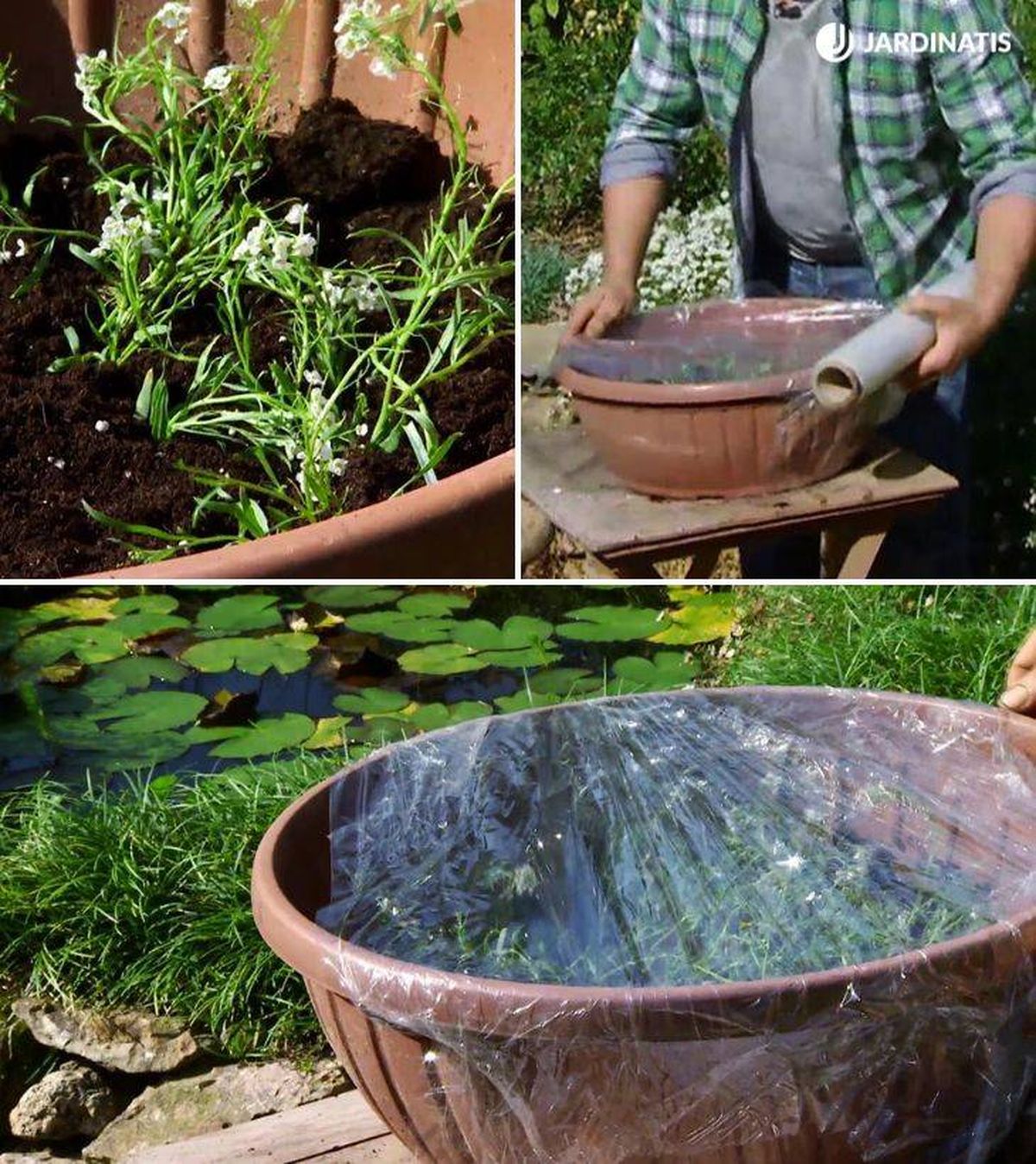 Tapar esquejes de Lobularia maritima con papel film