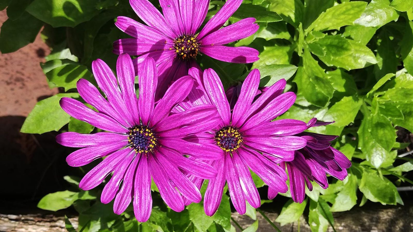 Dimorphotheca ecklonis