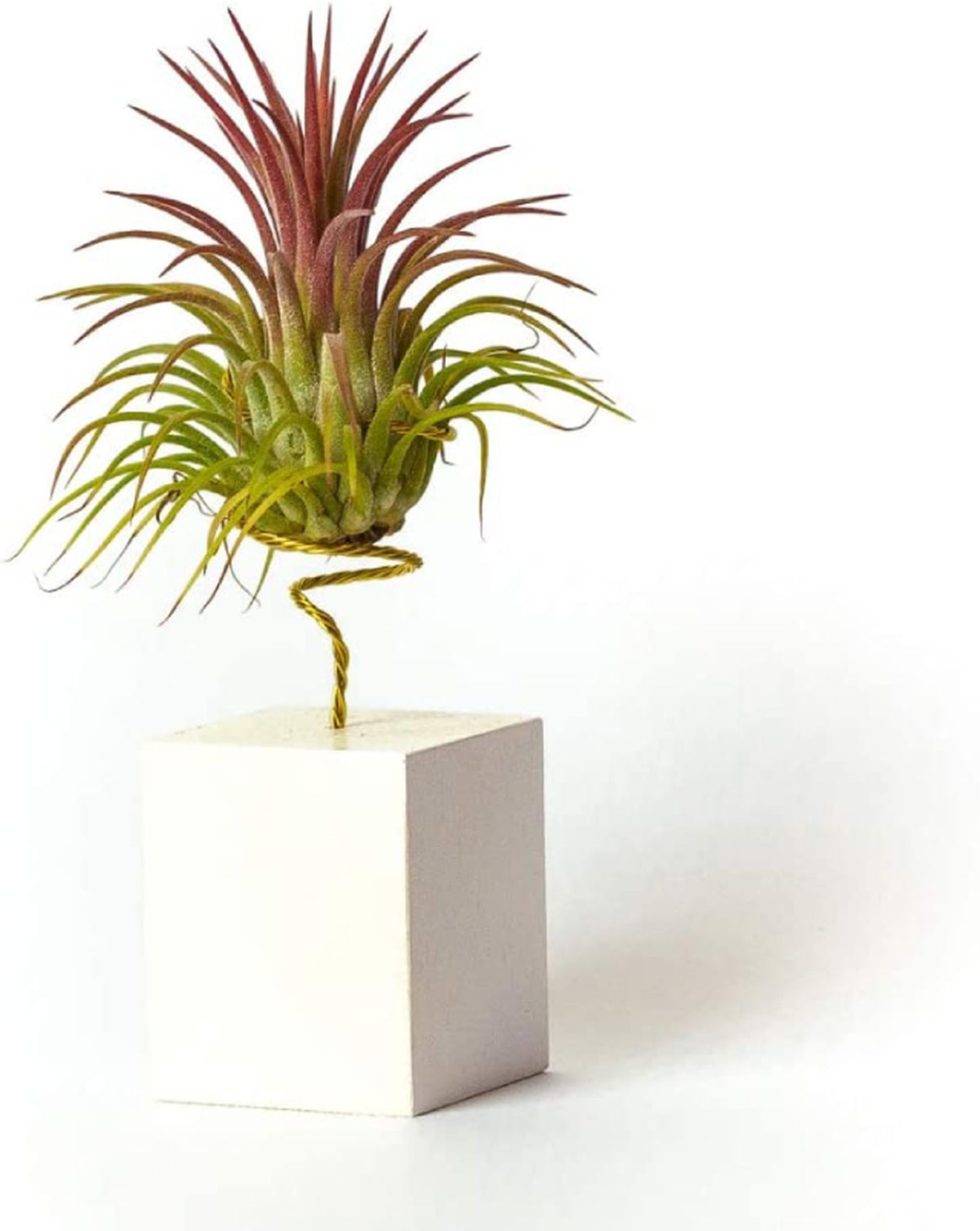 maceta cuadrada escritorio amazon