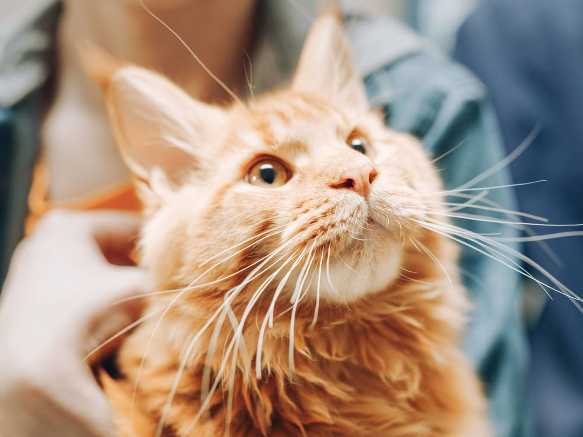 Los veterinarios normalmente recomiendan seguir un plan de desparasitación regular.