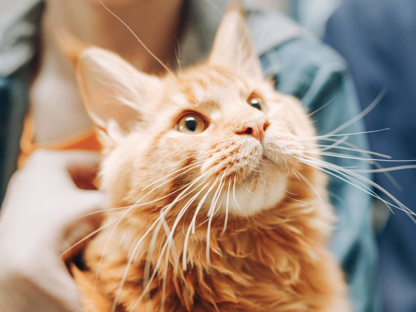 Los veterinarios normalmente recomiendan seguir un plan de desparasitación regular.