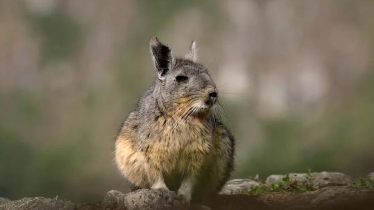 animales que empiezan por v vizcacha