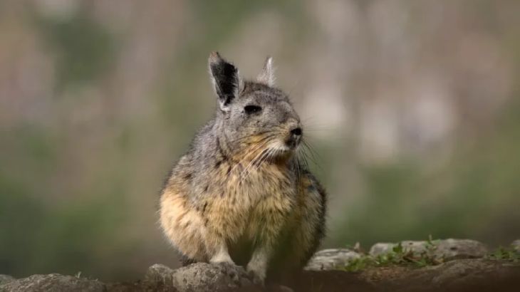 animales que empiezan por v vizcacha
