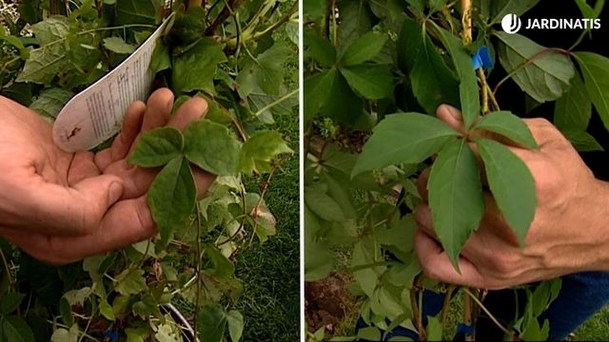 foliolos parthenocissus tricuspidata parthenocissus quinquefolia