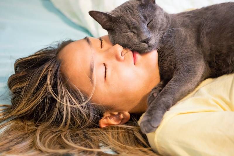 El gato azul ruso es un poco tímido y reservado, pero también curioso