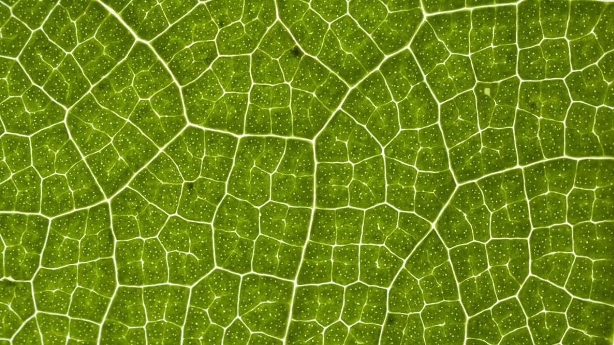 celula vegetal que es partes y funciones