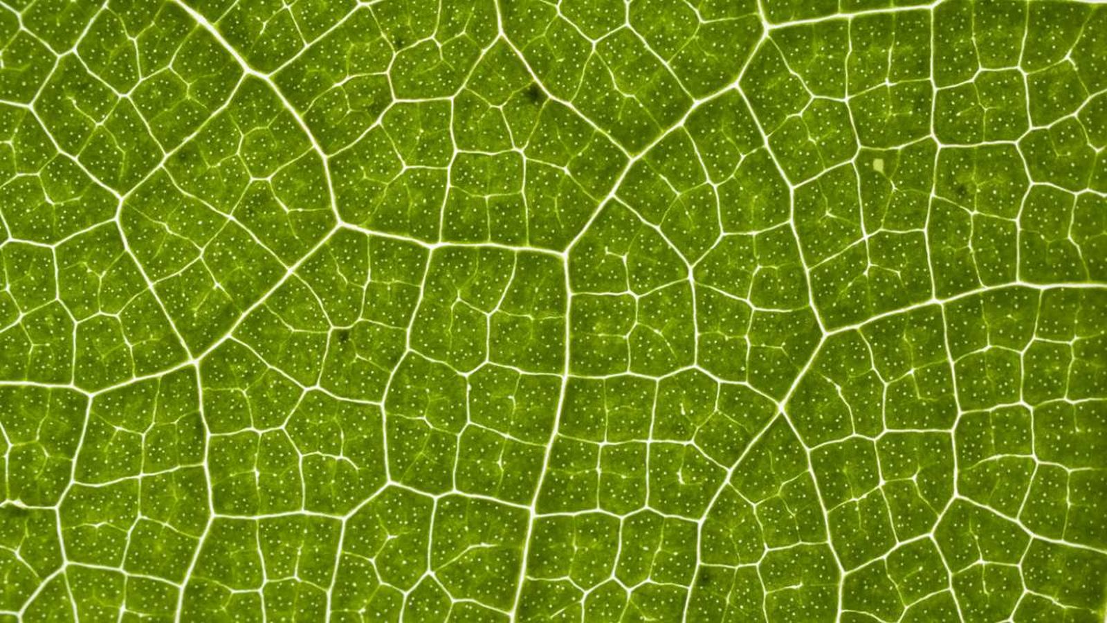 celula vegetal que es partes y funciones