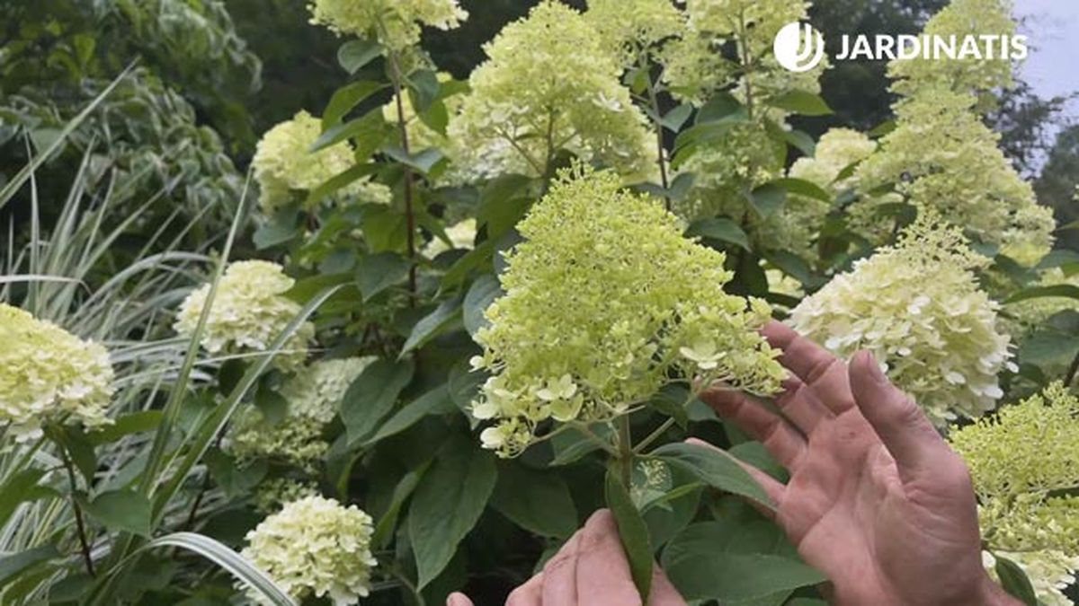 flores de hortensia de paniculas limelight jardinatis