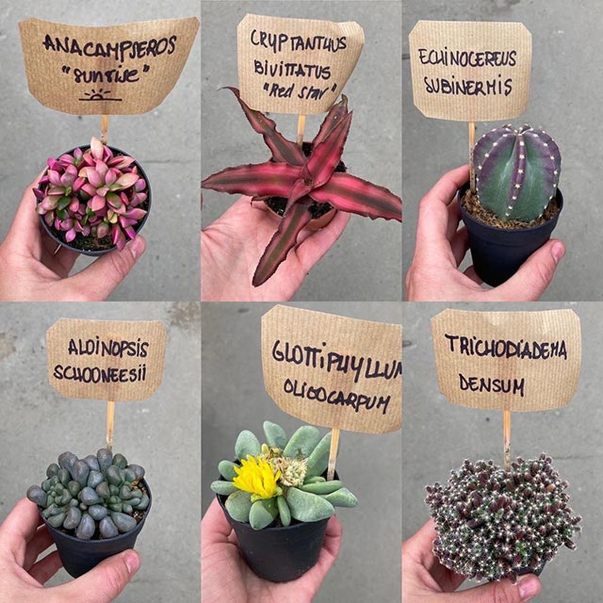 que es la nomenclatura botanica ejemplos suculentas