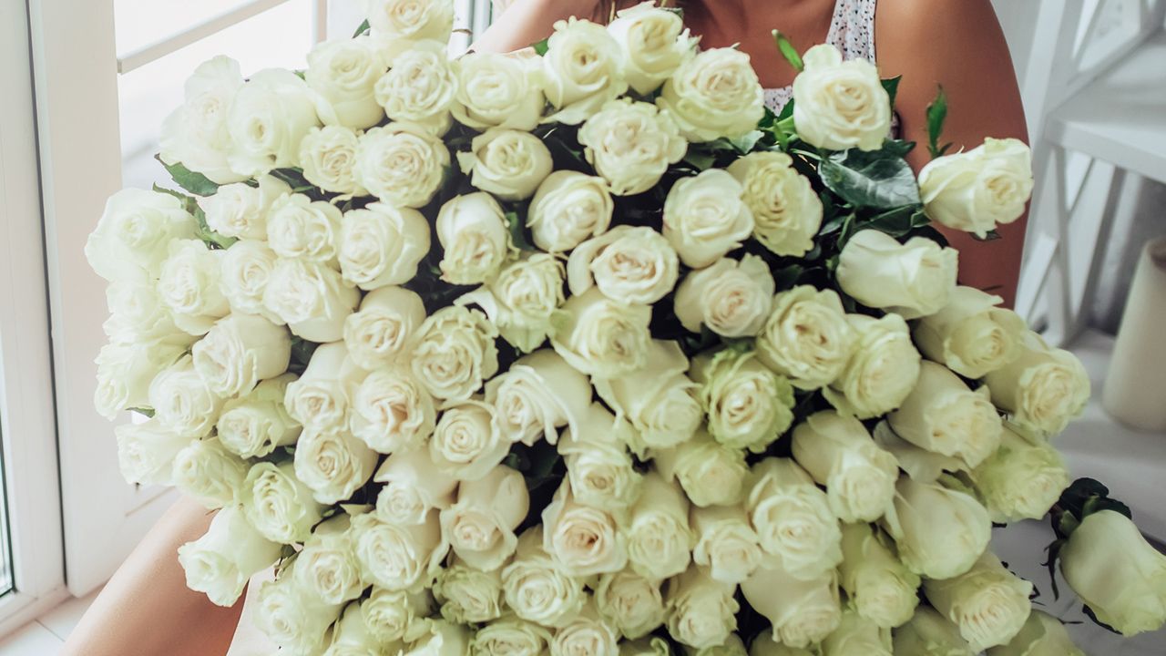 regalar rosas blancas