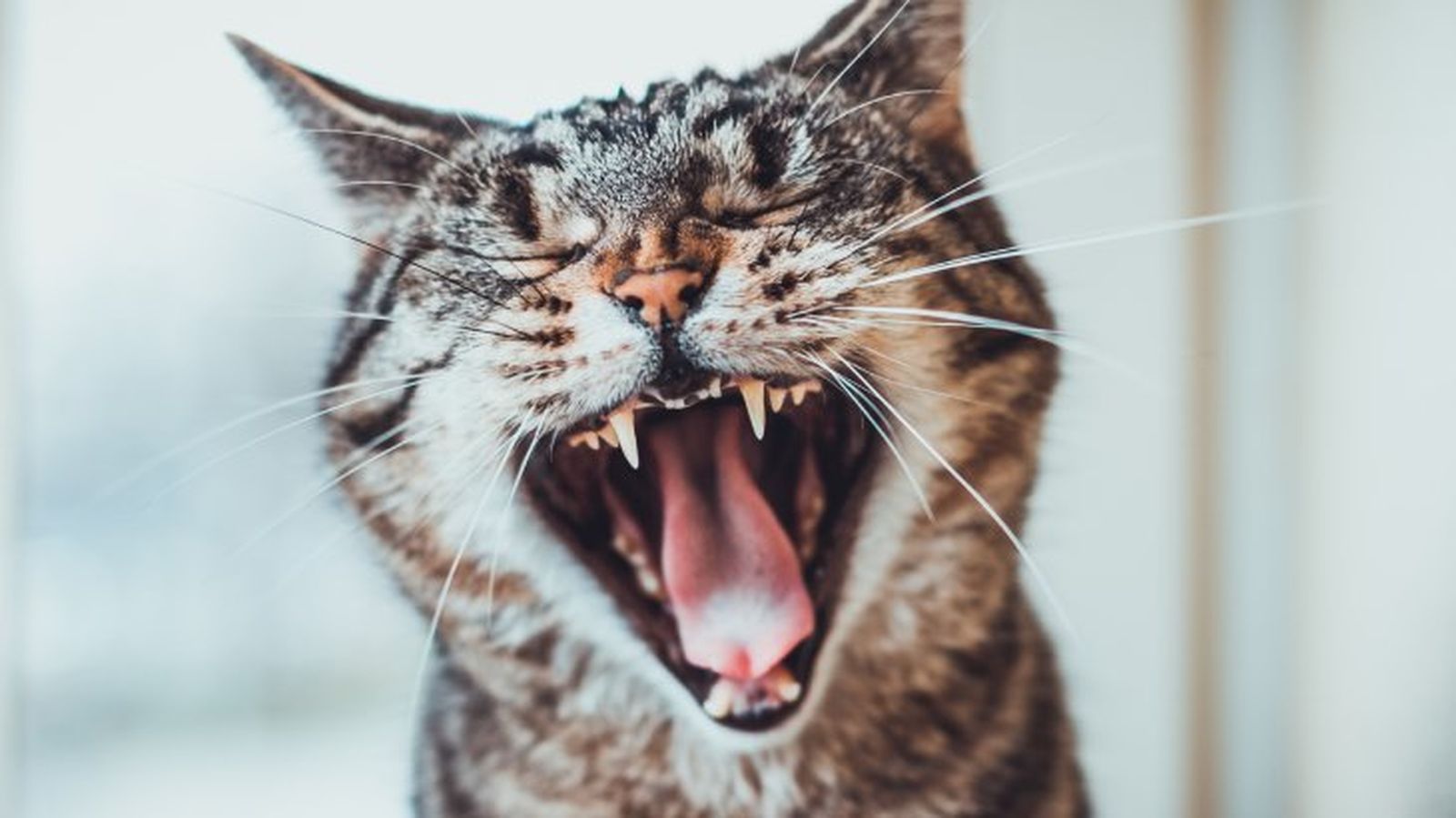 salud dental de un gato 3