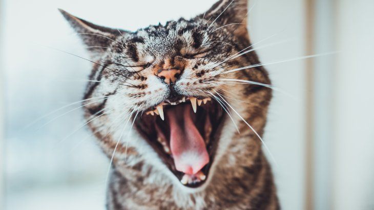 salud dental de un gato 3