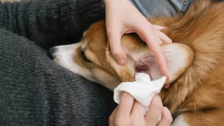sindrome de horner en perros 5 (1)
