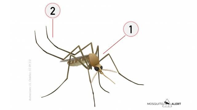 mosquitos transmisores de enfermedades mosquito comun