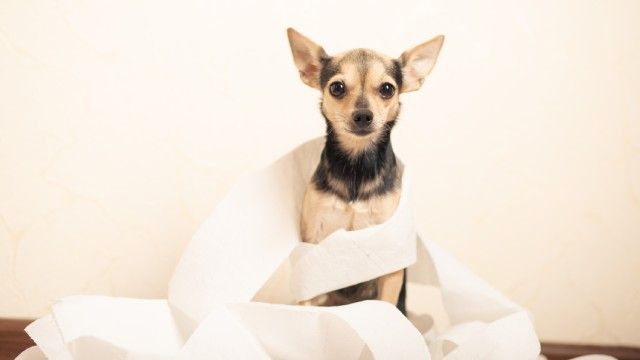 como cortar diarrea perros remedios caseros 10