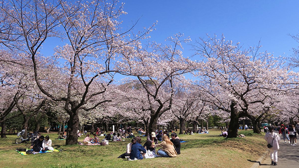 gente en japon haciendo picnics bajo los cerezos