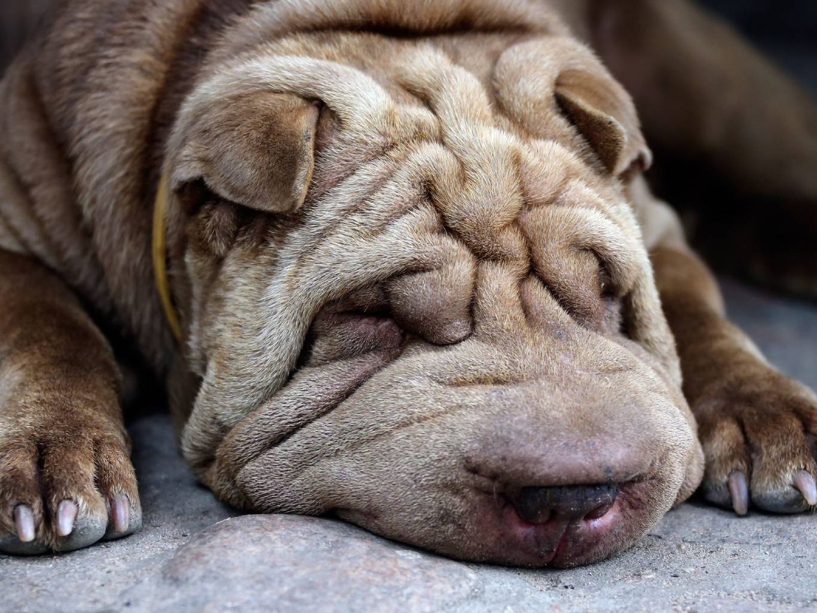 Varias razas de perros tienen la lengua azul o morada de nacimiento.