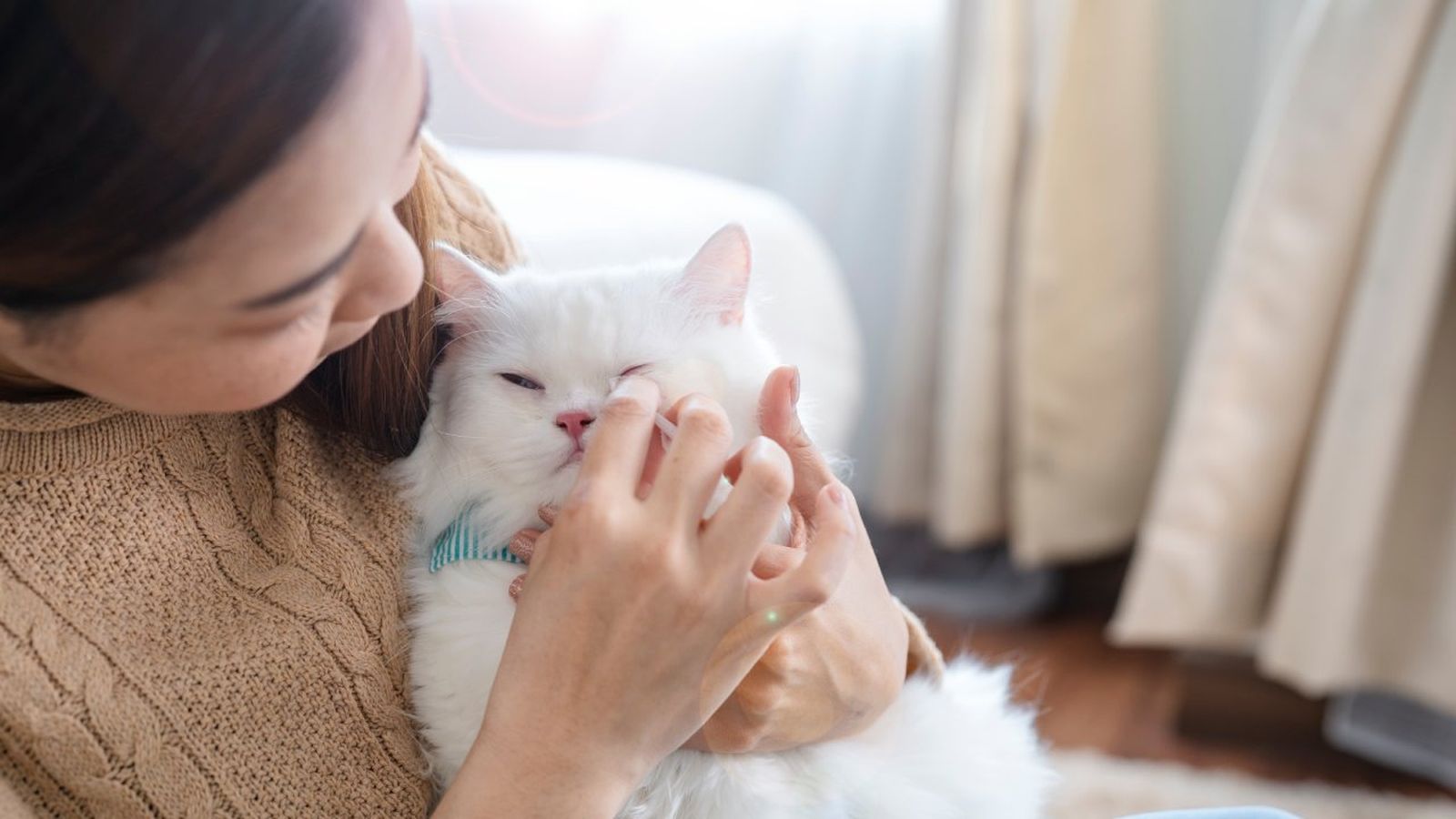 cuidados de los ojos de un gato