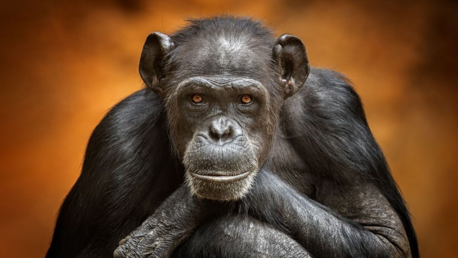 animales y la muerte