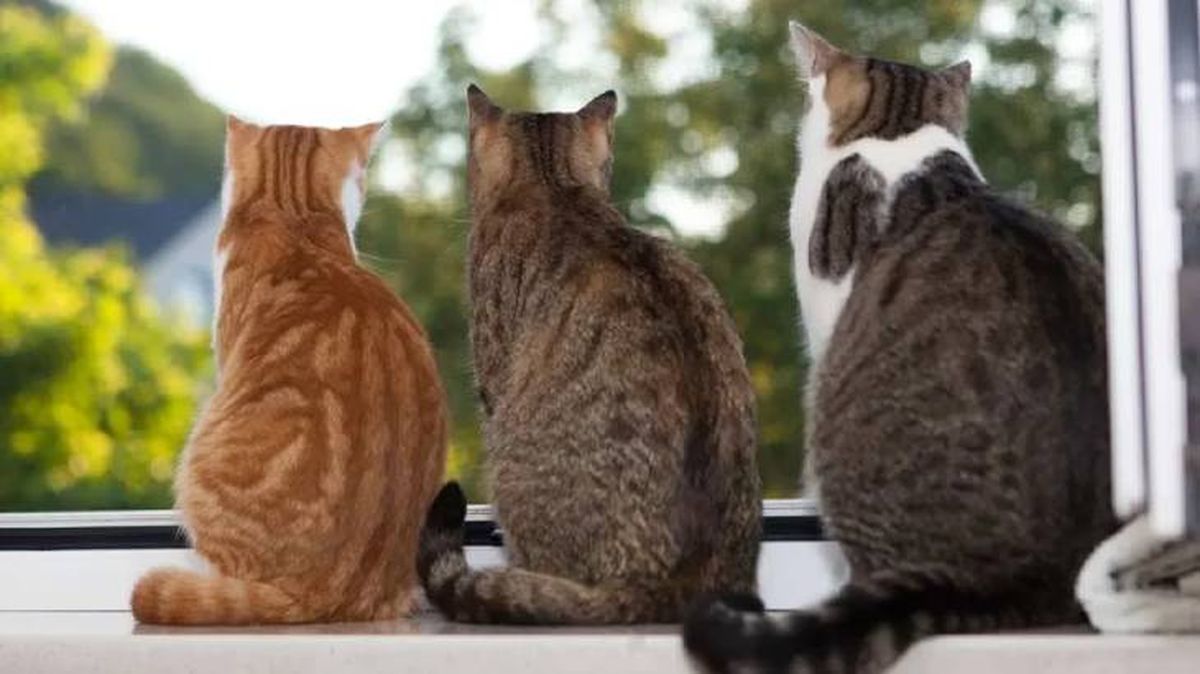 gatos con sindrome de down 10 (1)